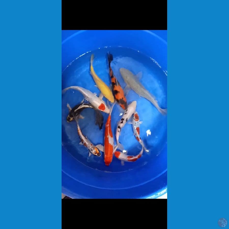 mix koi