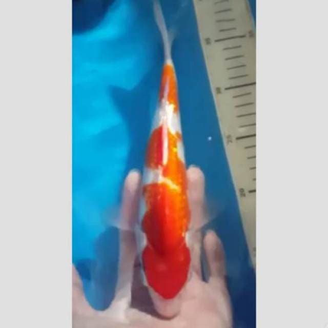 Kohaku full ginrind, berpunuk 35bu