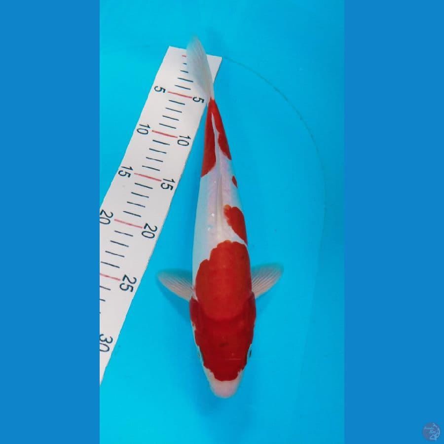 Kohaku doitsu murni