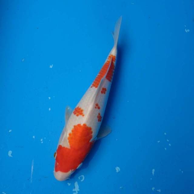 Kohaku Ori F1