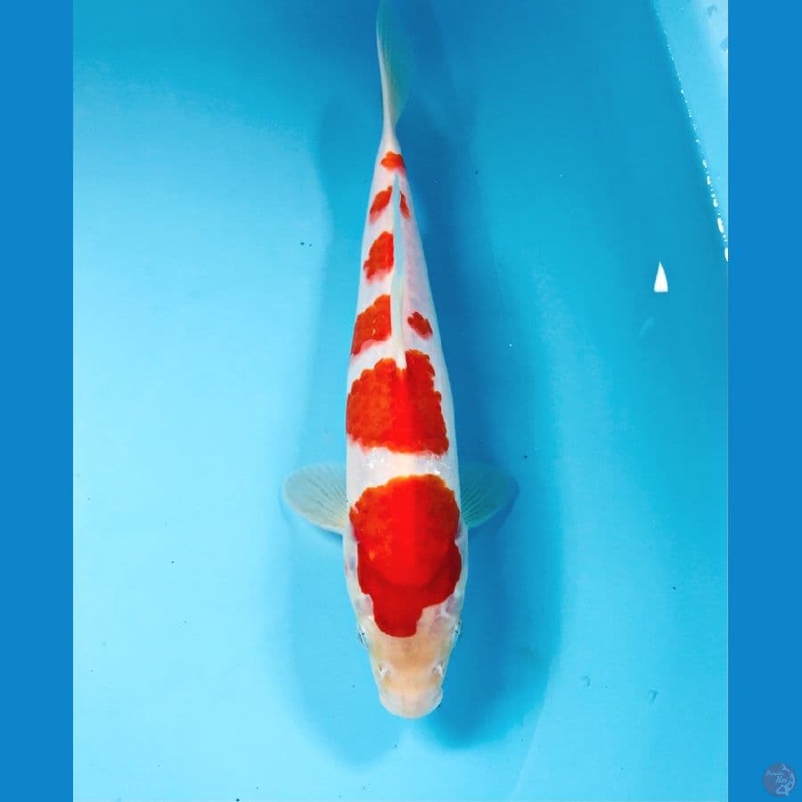 kohaku, 25 cm