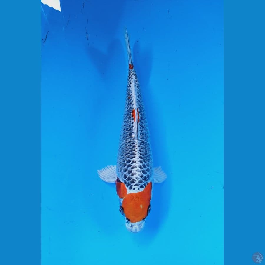 Tancho 26cm