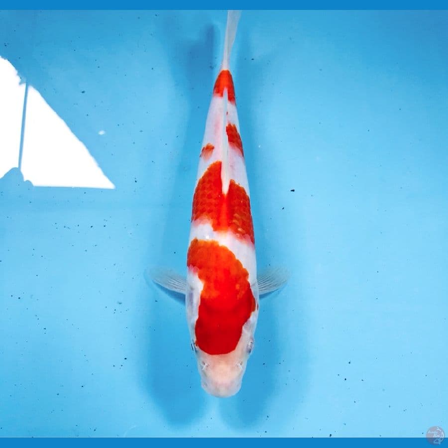 kohaku, 22 cm