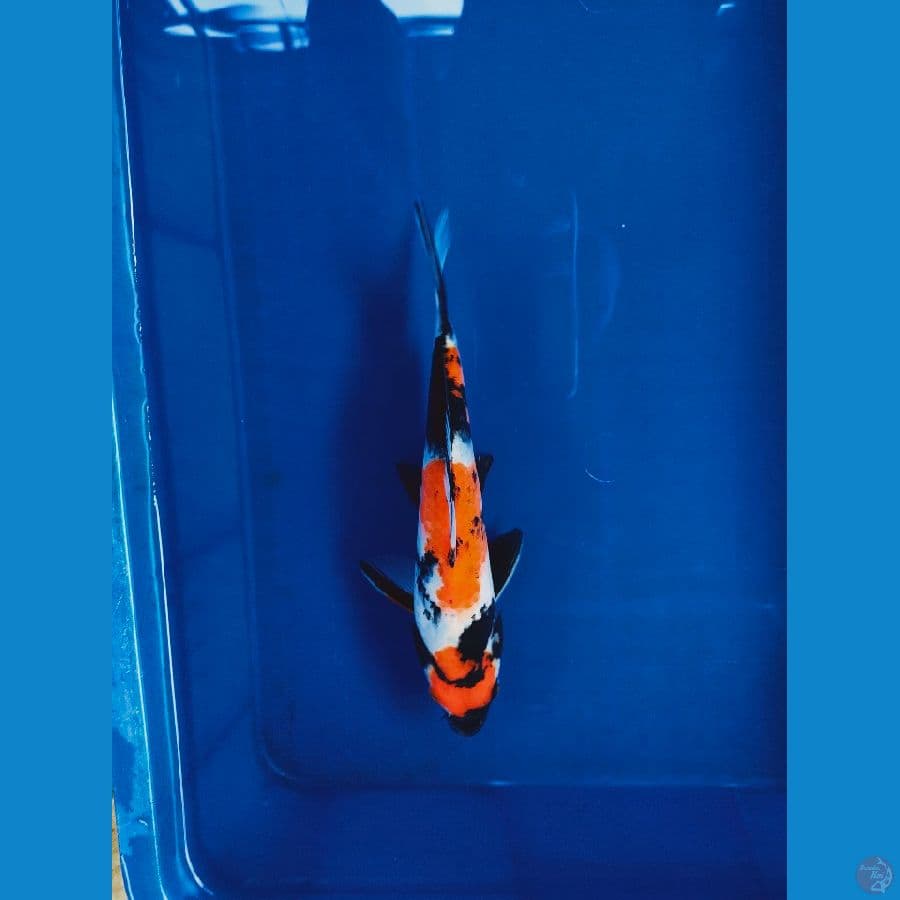 SHOWA 24 CM