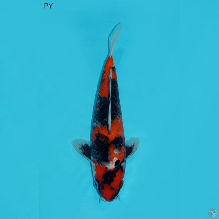 SHOWA MALE, 25 CM