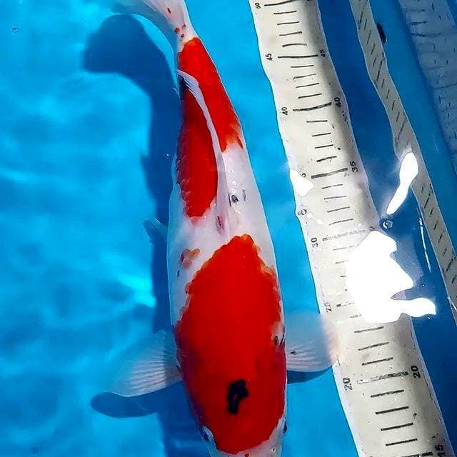 SHOWA TATEGOI BERPUNUK BULKY 38 CM