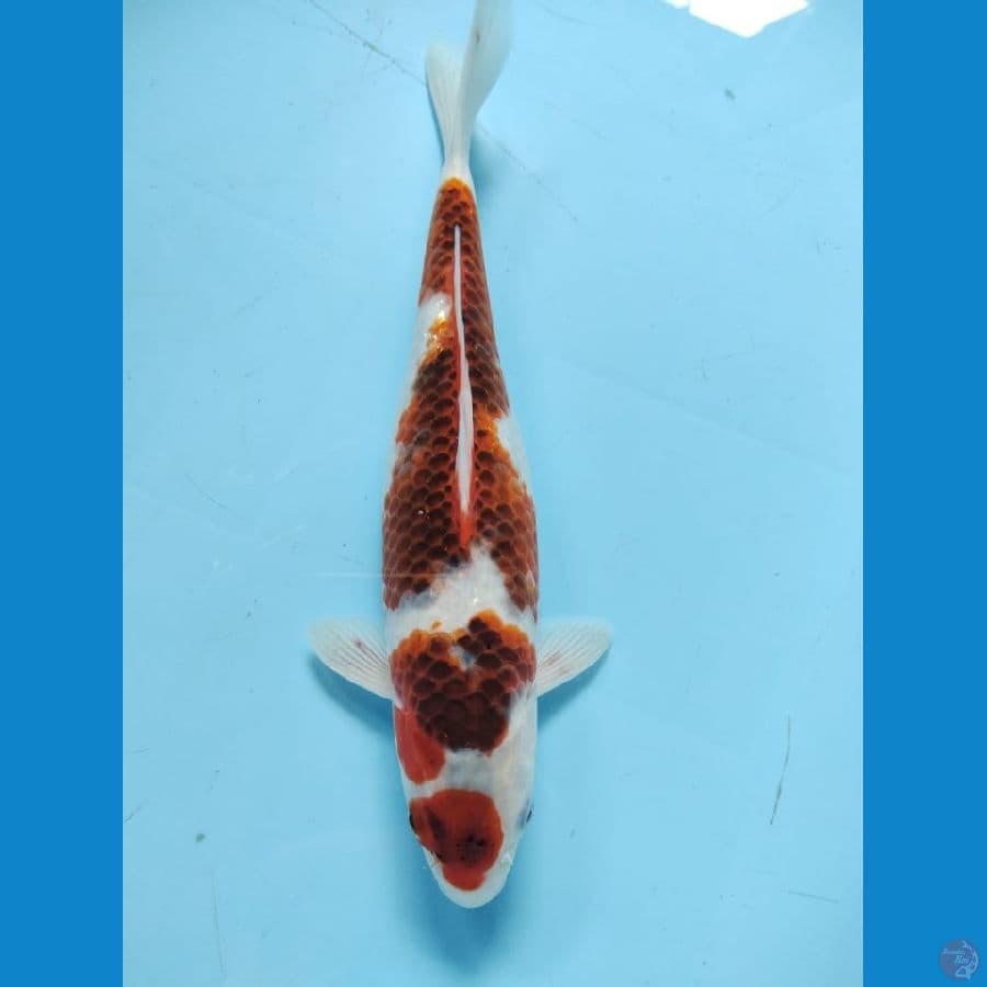 maruten ai goromo 34cm