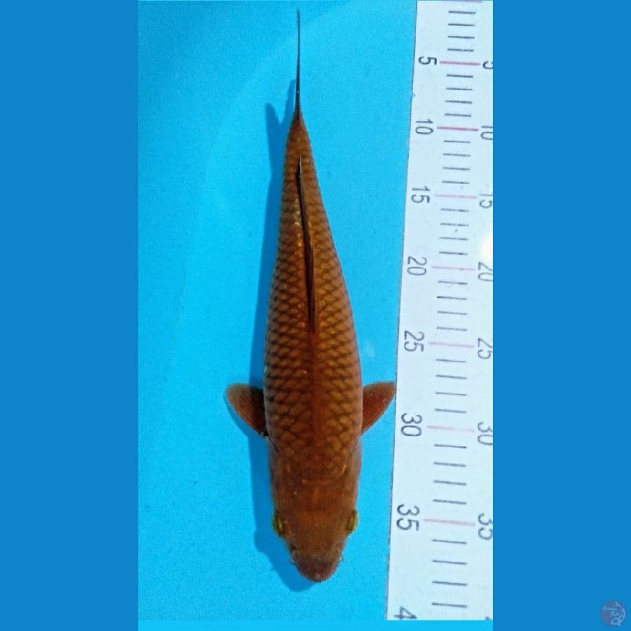 tembaga 33cm