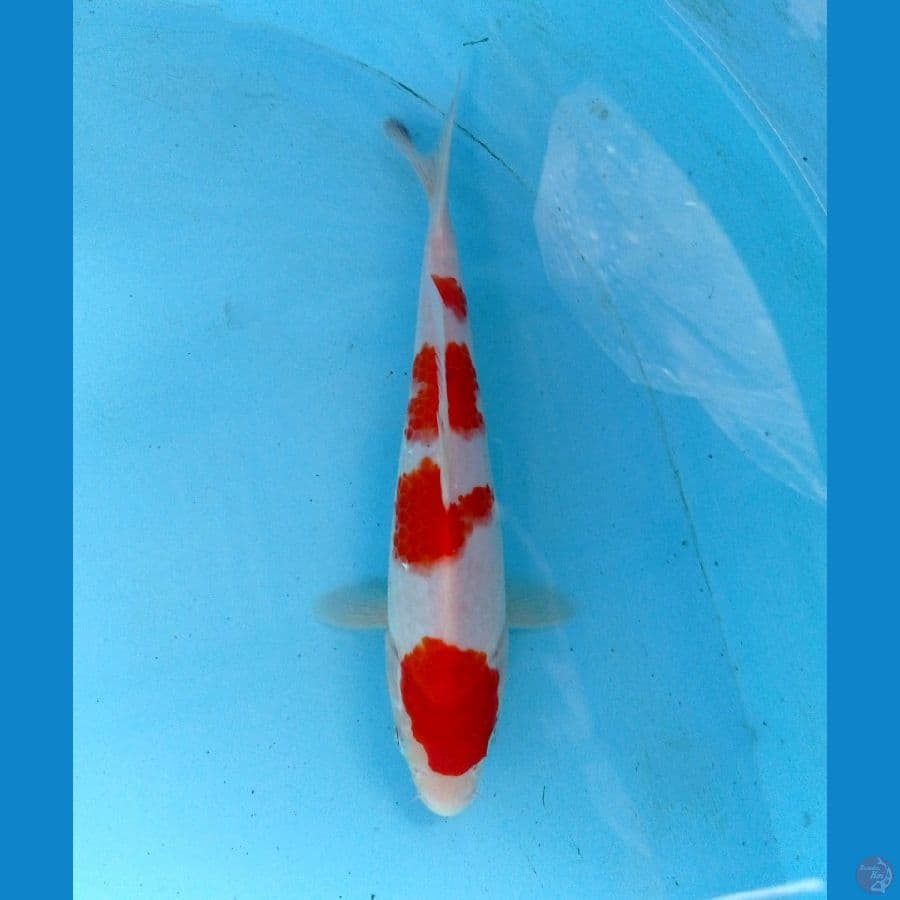 kohaku 21cm