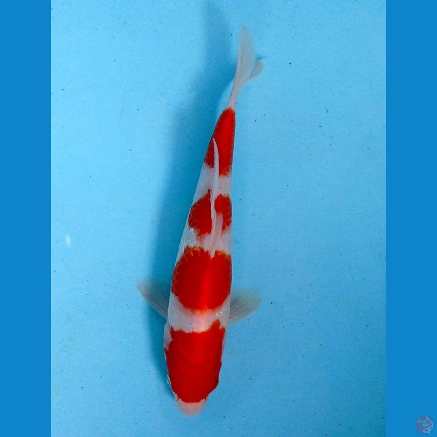 kohaku 23cm