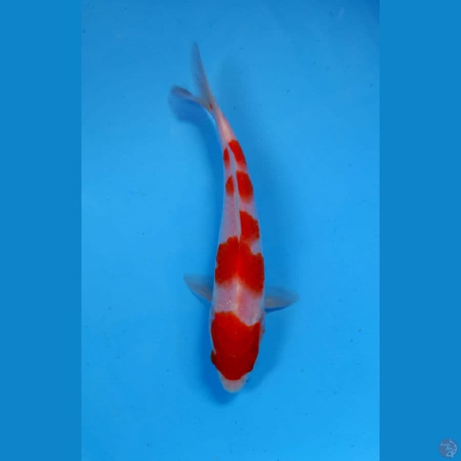 kohaku 19cm