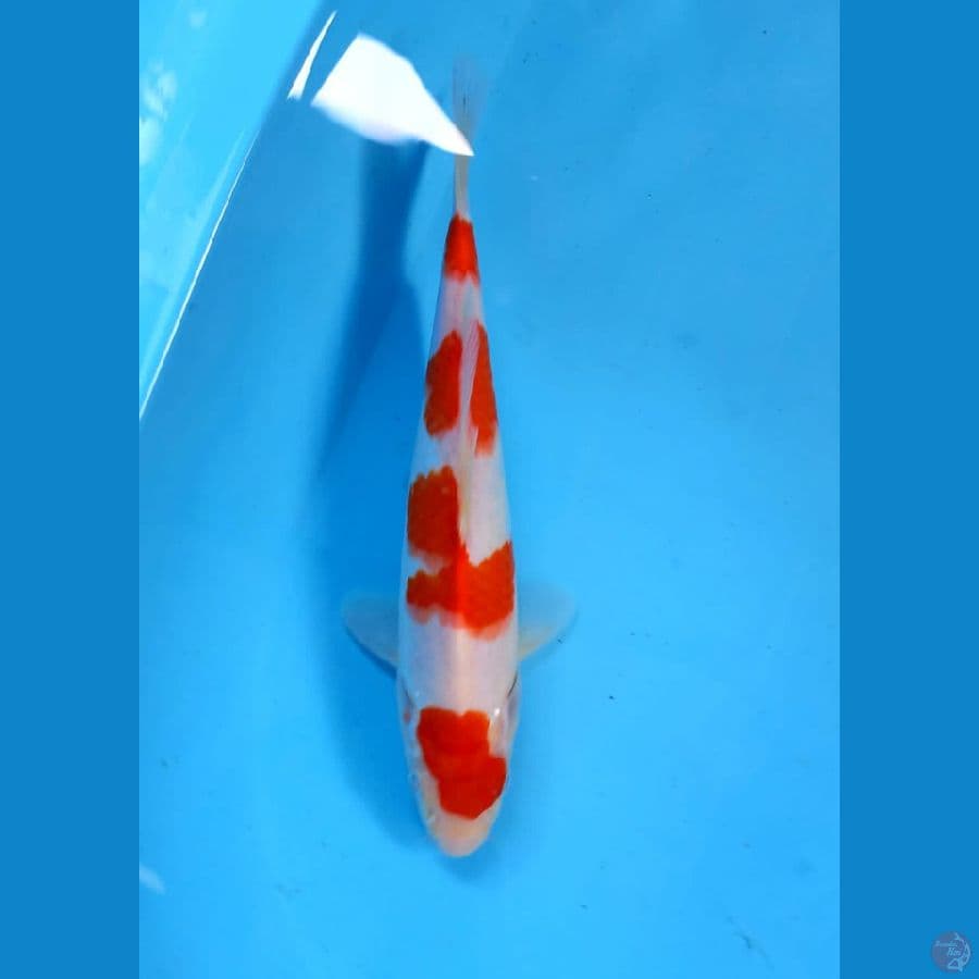 kohaku 25cm