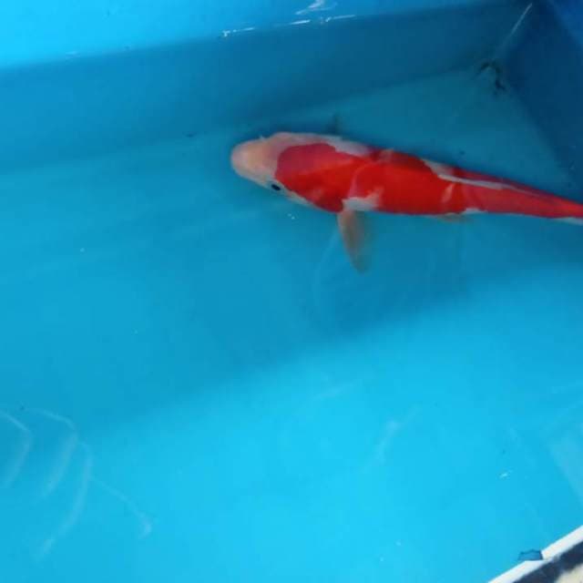 Kohaku inazuma 21cm originale