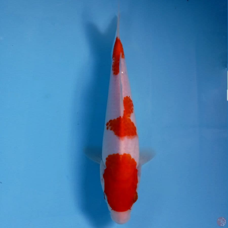 kohaku, 20 cm