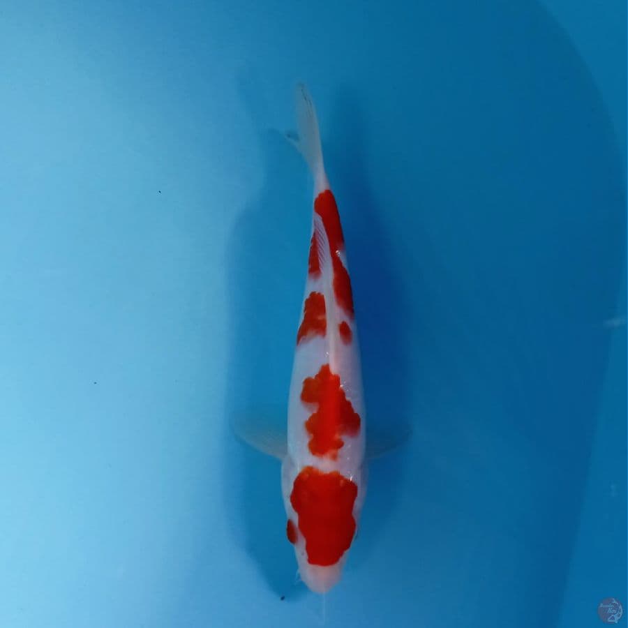 kohaku, 20 cm