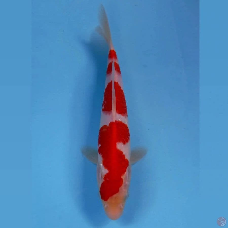 kohaku, 21 cm
