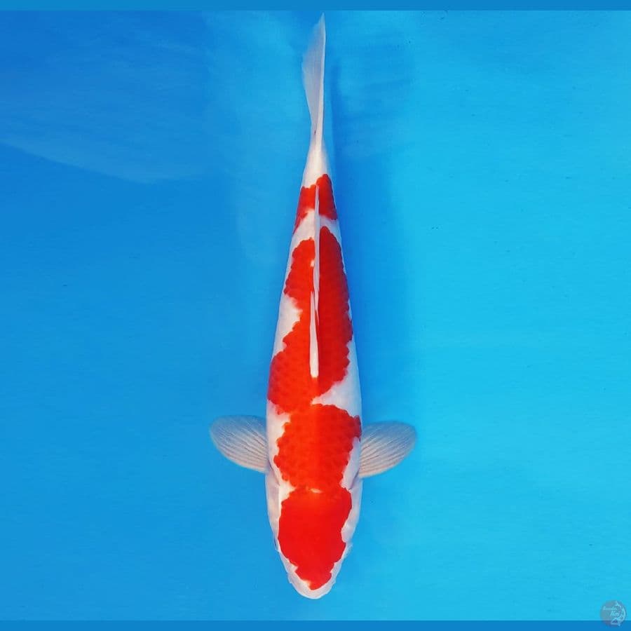 SATANIC 12 ~ KOHAKU 37 cm/male ™