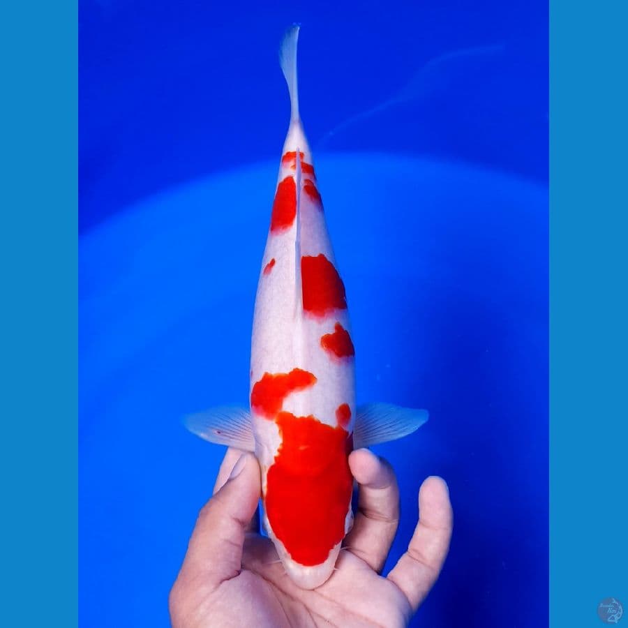Kohaku Original 28cm