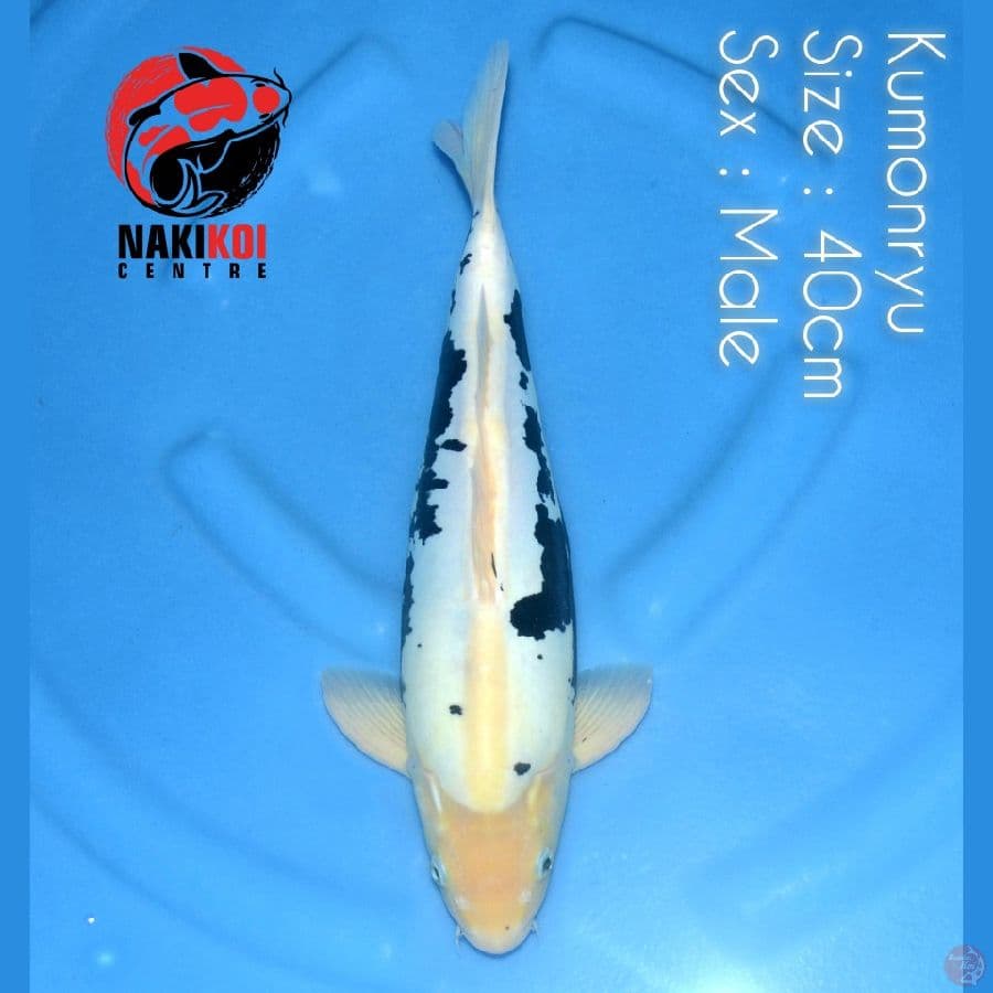 Kumonryu Male 40cm