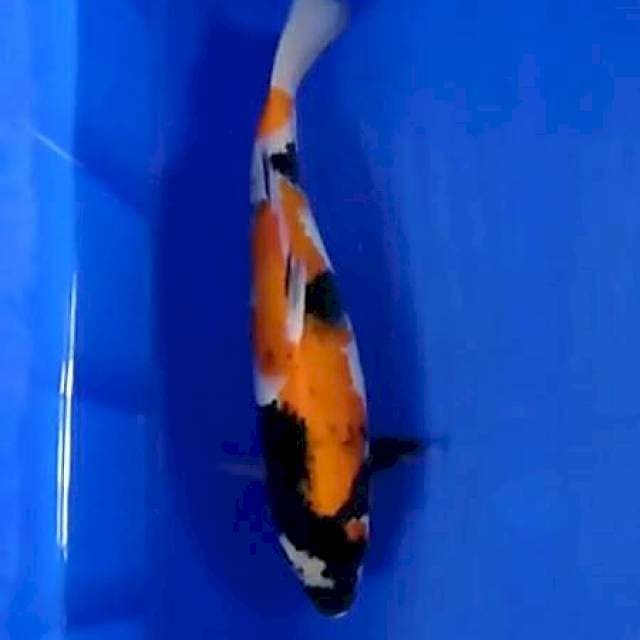 Showa 30 cm