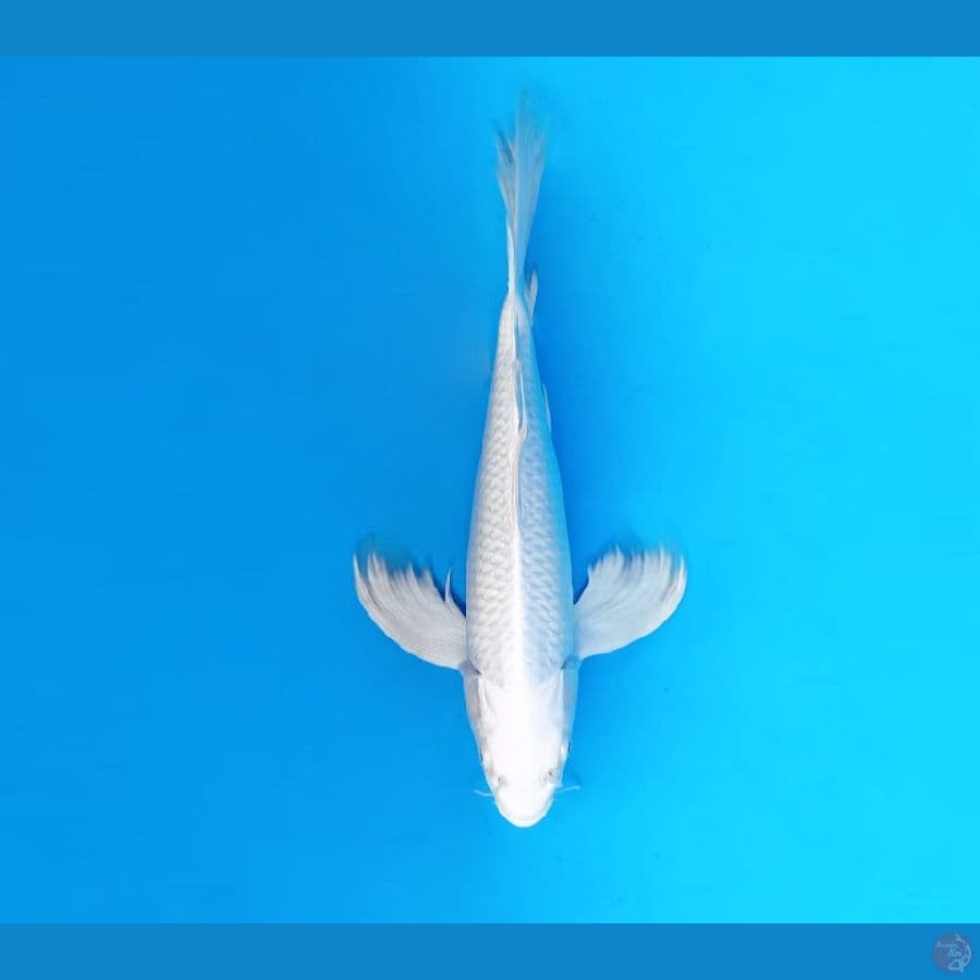 5.PLATINUM KUMPAY 33 CM / FML