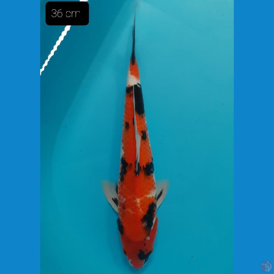 Showa 36 cm