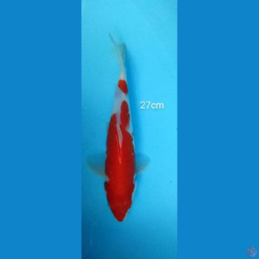 Kohaku - 27cm
