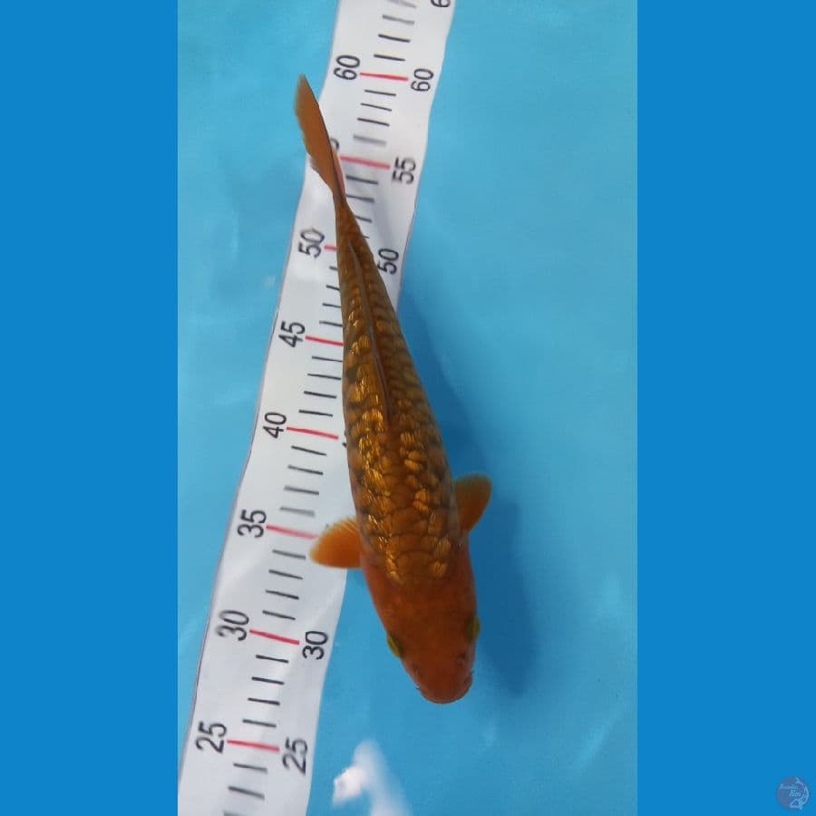 cagoi gindrin 27 cm