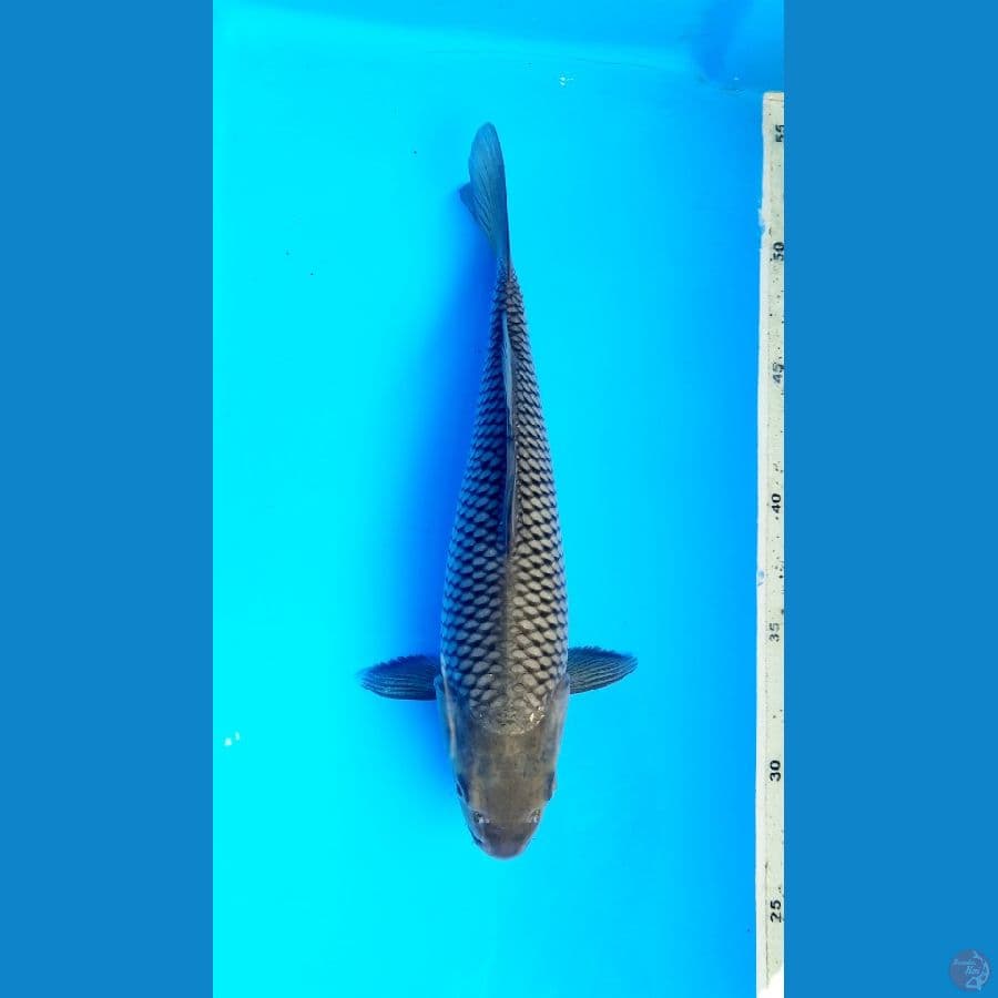 Fukurin soragoi 24,5cm