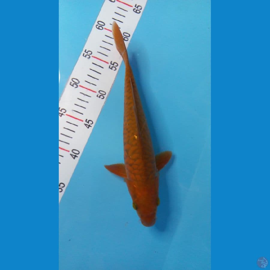 cagoi 28 cm