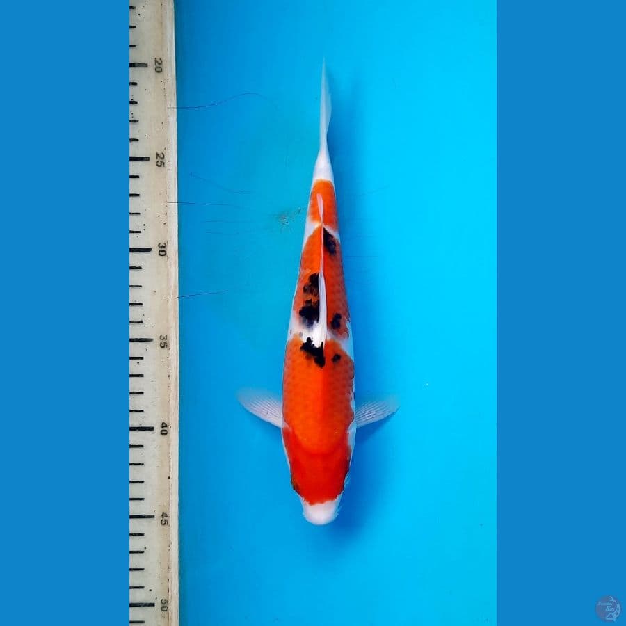 Sandan sanke 24cm