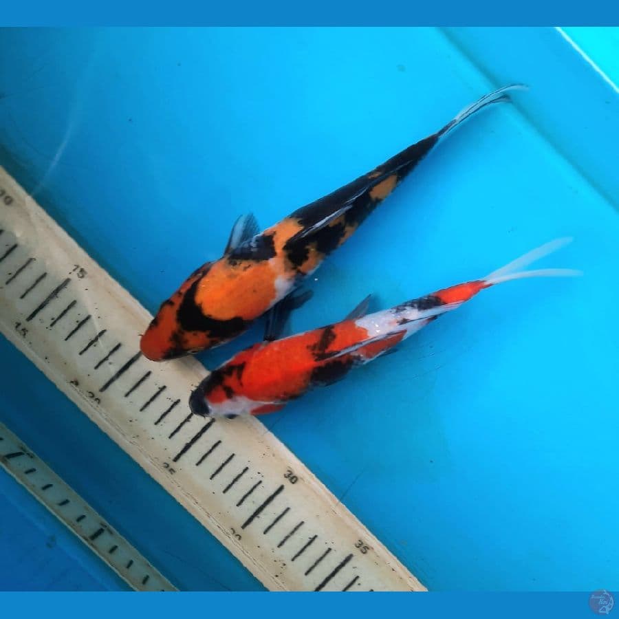 Duo showa 20-22cm