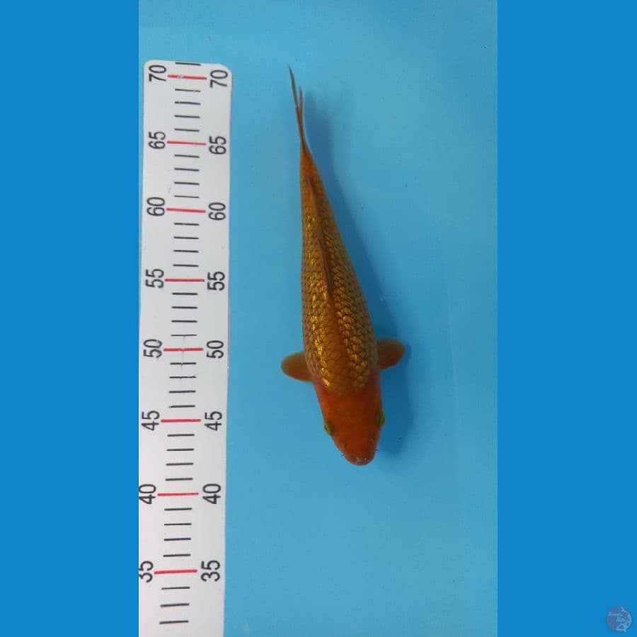 cagoi calon badak 26 cm