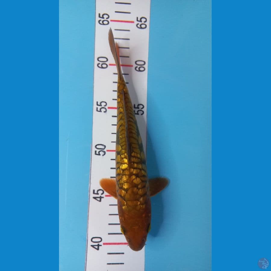 midori 22 cm