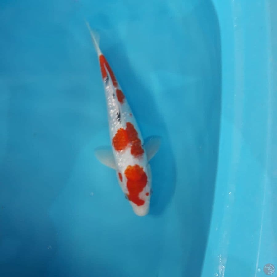 Sanke ginrin male 33cm