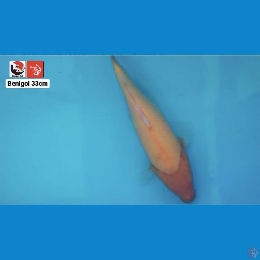 BENIGOI 33CM --- CANAYA KOI FARM