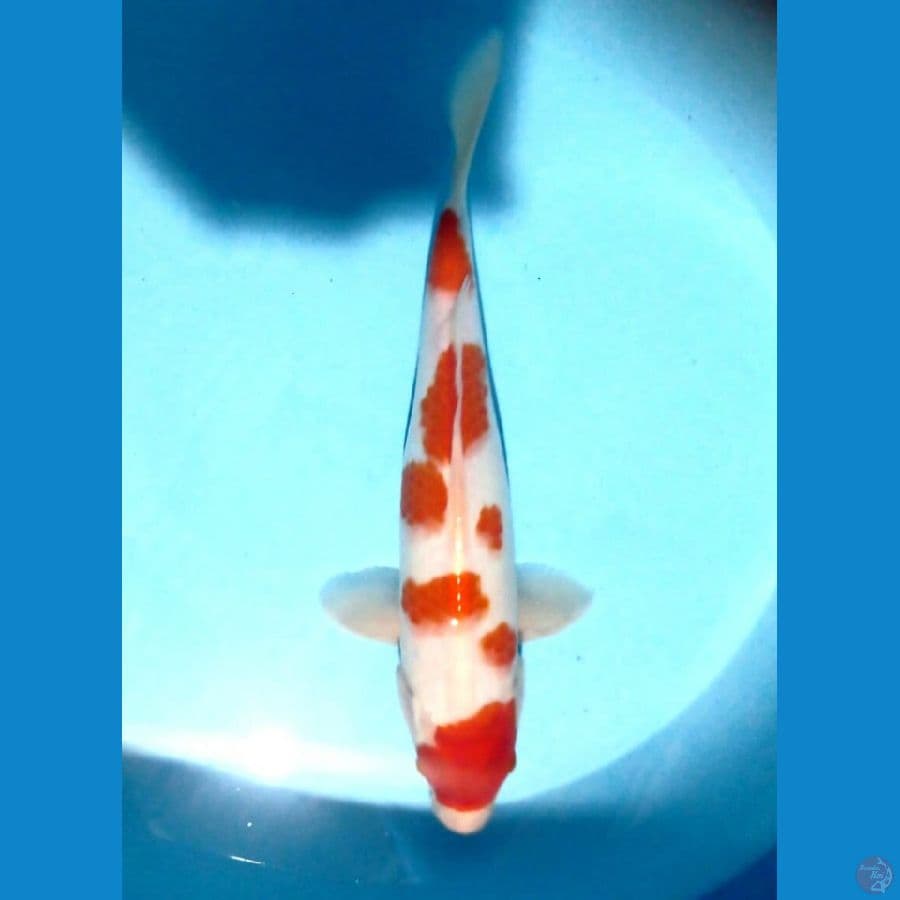 kohaku 32cm