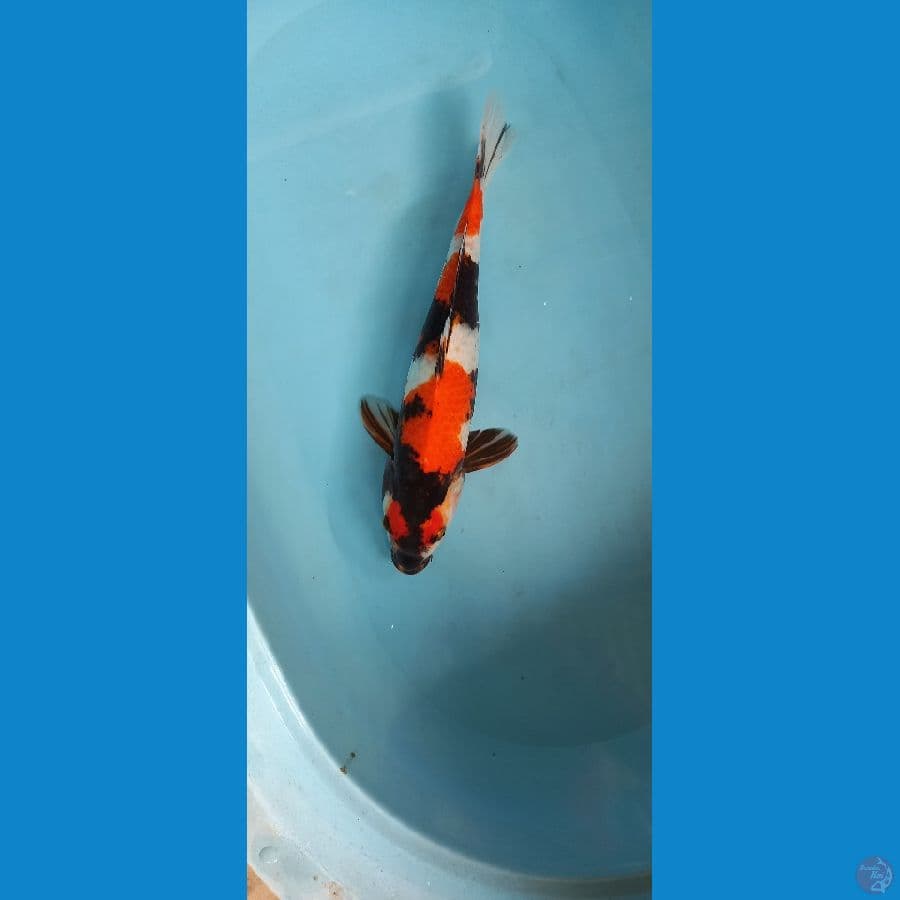 maruten showa 42cm