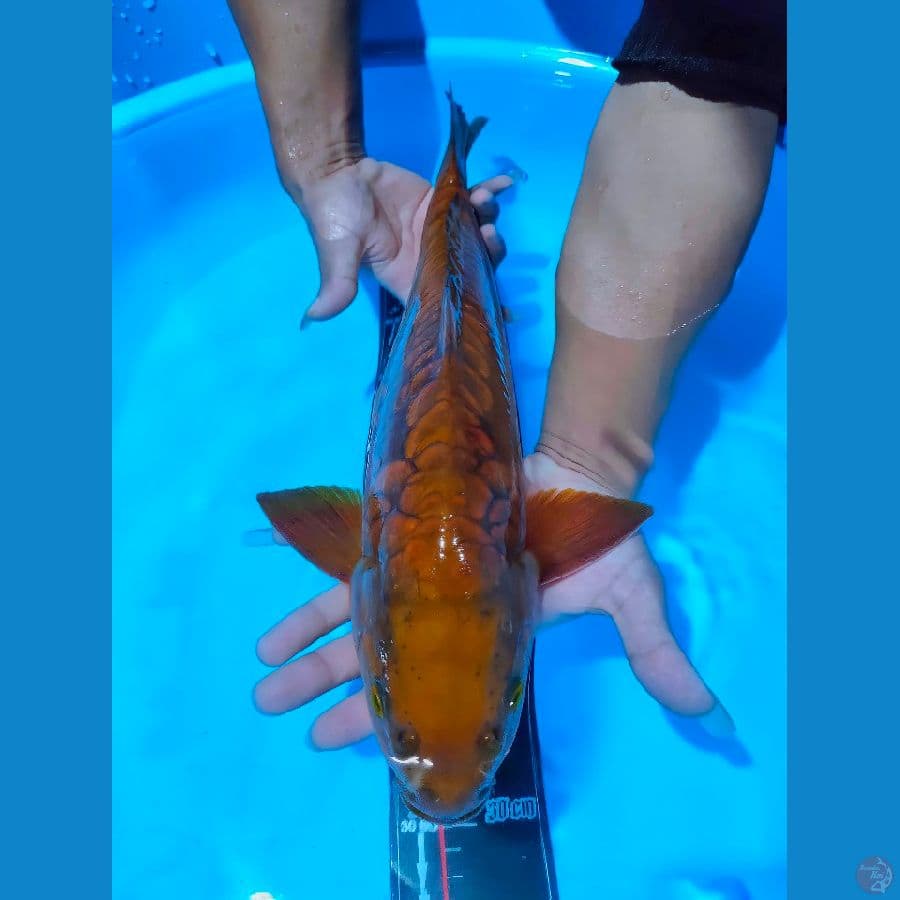 Chagoi Sisik Naga M45cm