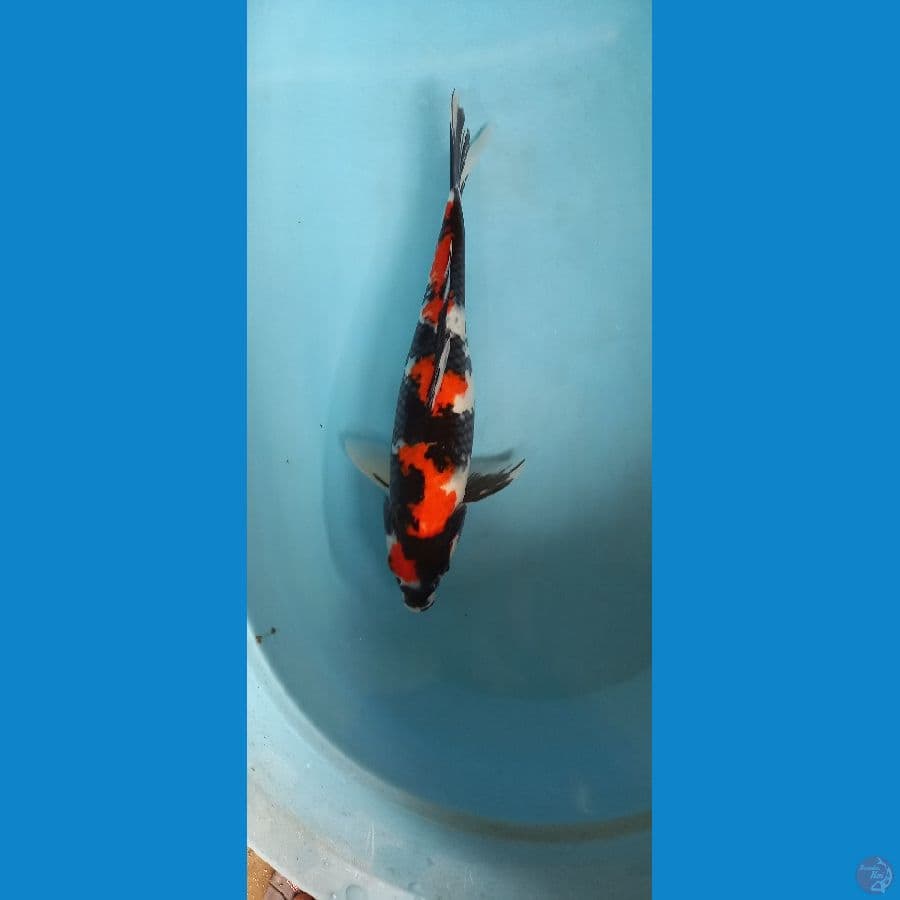 blackjet showa 45cm
