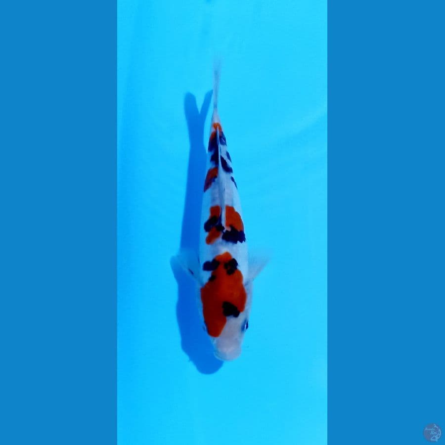 sanke doitsu 20cm