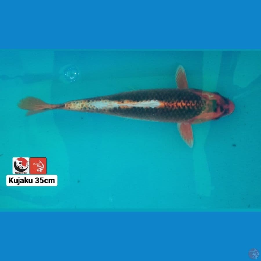 KUJAKU 35CM --- CANAYA KOI FARM