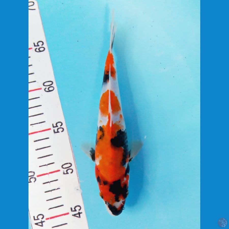 showa 23cm