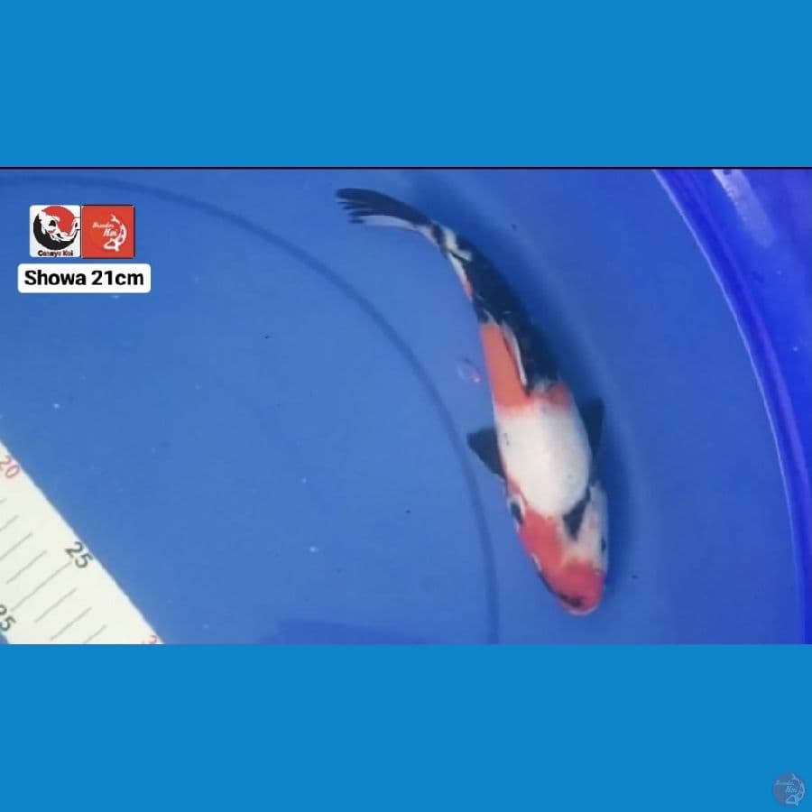 SHOWA 21CM --- CANAYA KOI FARM