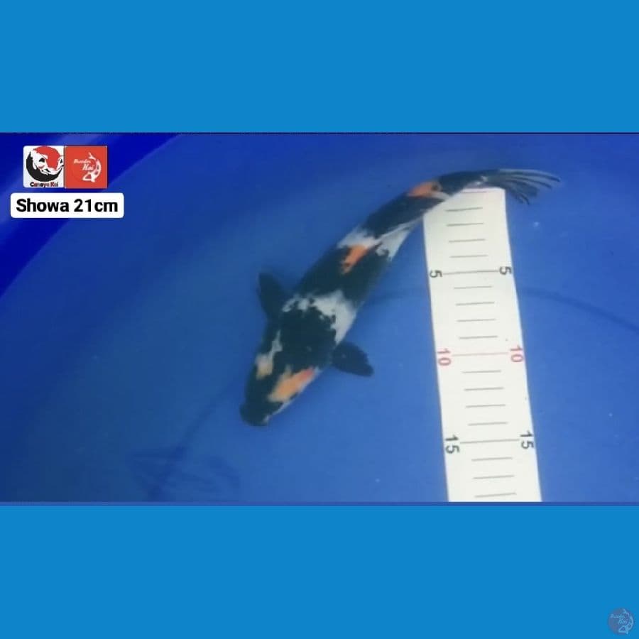 SHOWA 21CM --- CANAYA KOI FARM
