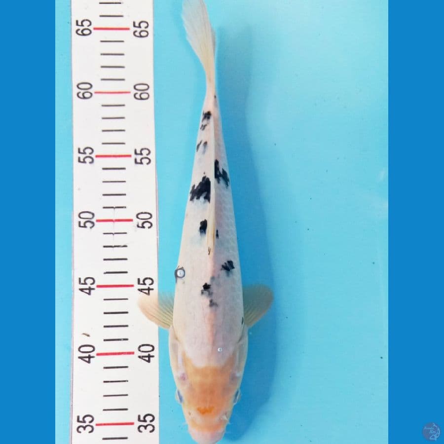 bekko 30cm