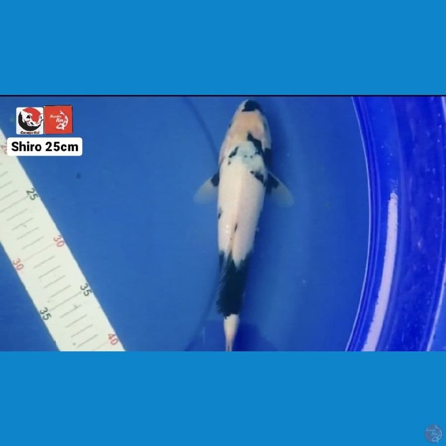 SHIRO 25CM --- CANAYA KOI FARM
