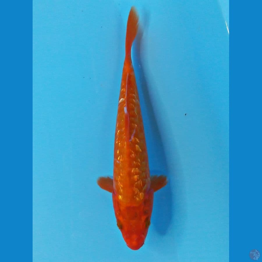benigoi 22cm