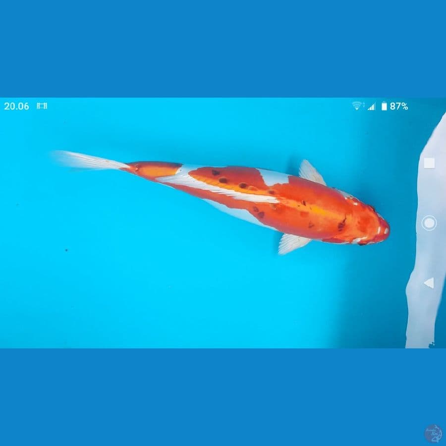 kujaku doit f gendong telur 41cm