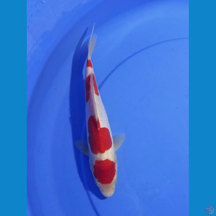 kohaku doitsu